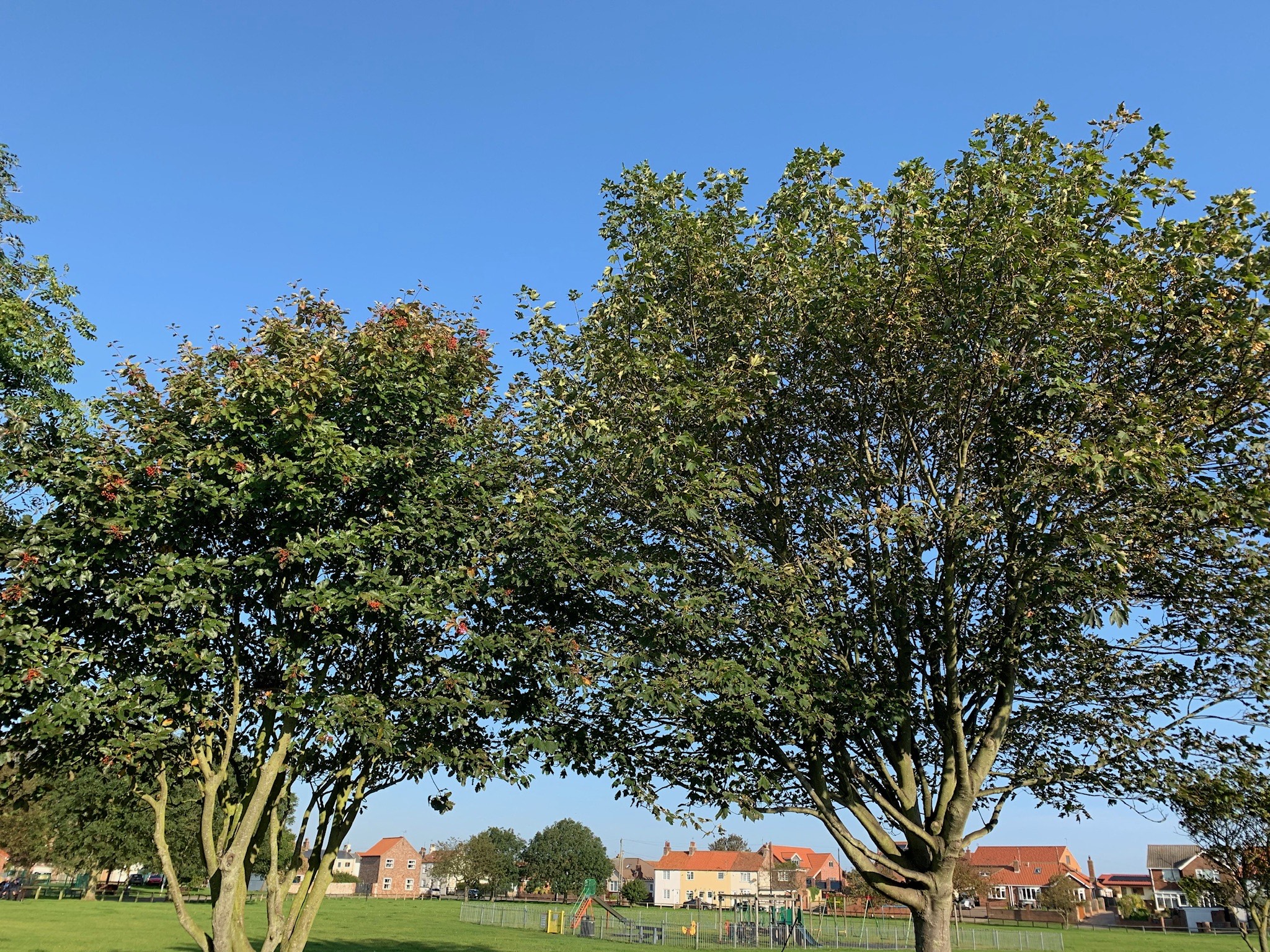Trees on a village green