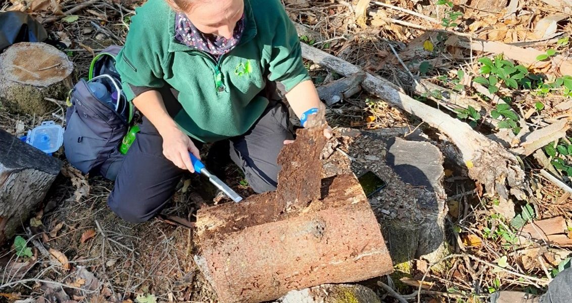 Racheal Lee sampling for bark beetles in a log from the stem of a felled conifer.