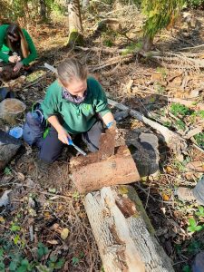 Racheal Lee sampling for bark beetles in a log from the stem of a felled conifer.