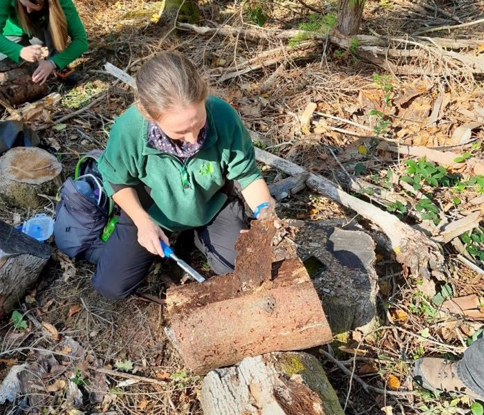 Racheal Lee sampling for bark beetles in a log from the stem of a felled conifer.