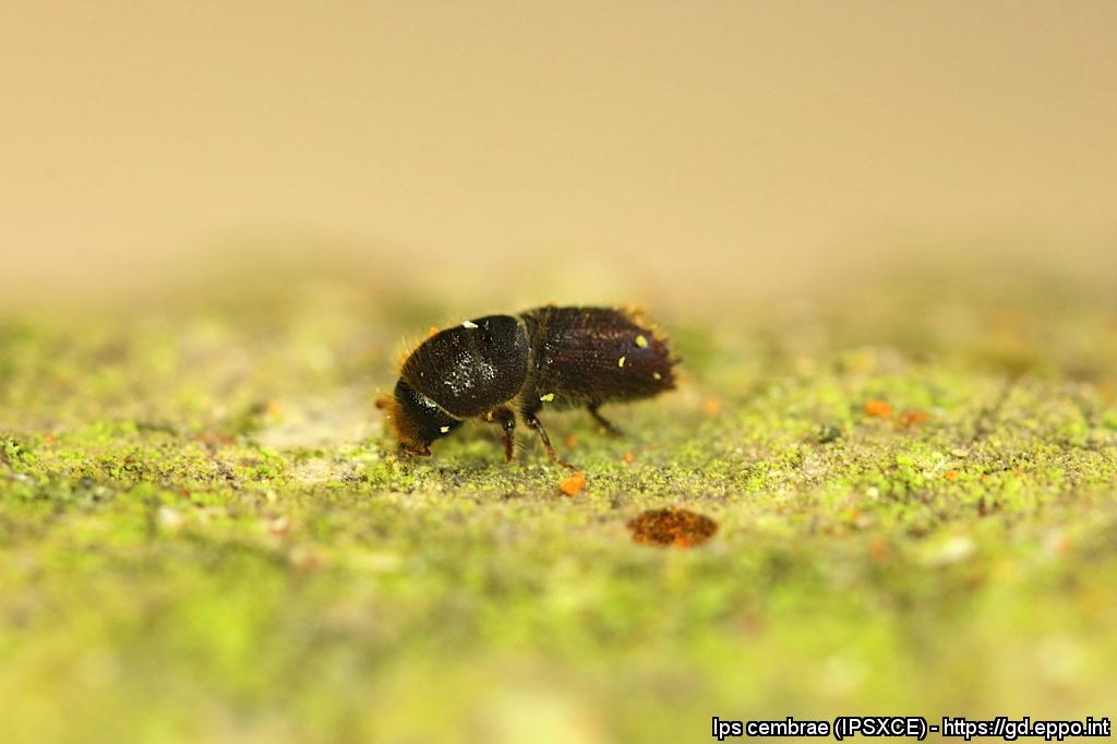 Large Larch Bark Beetle (Ips Cembrae) - Forest Research