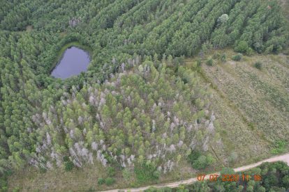 Large Larch Bark Beetle (Ips Cembrae) - Forest Research