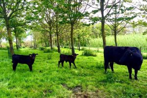 Silvo-arable agroforestry, trees and livestock