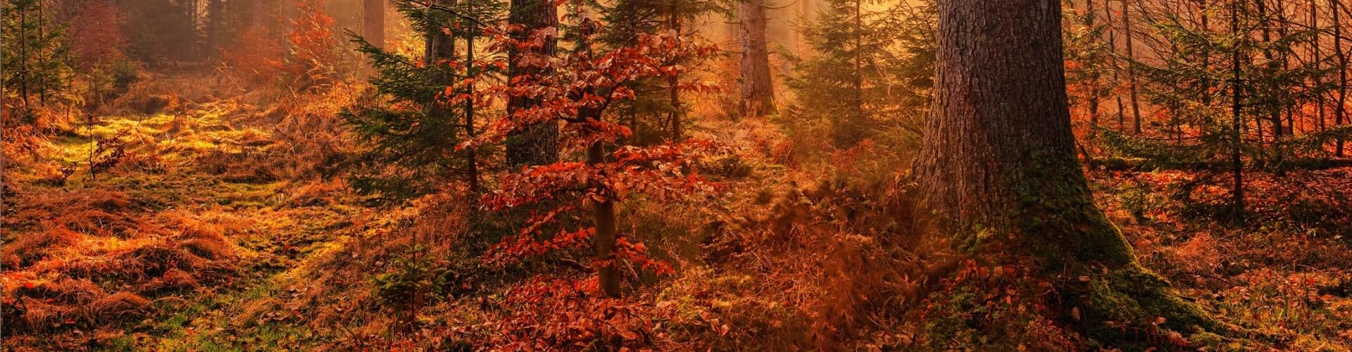 Coming Soon Forest Research