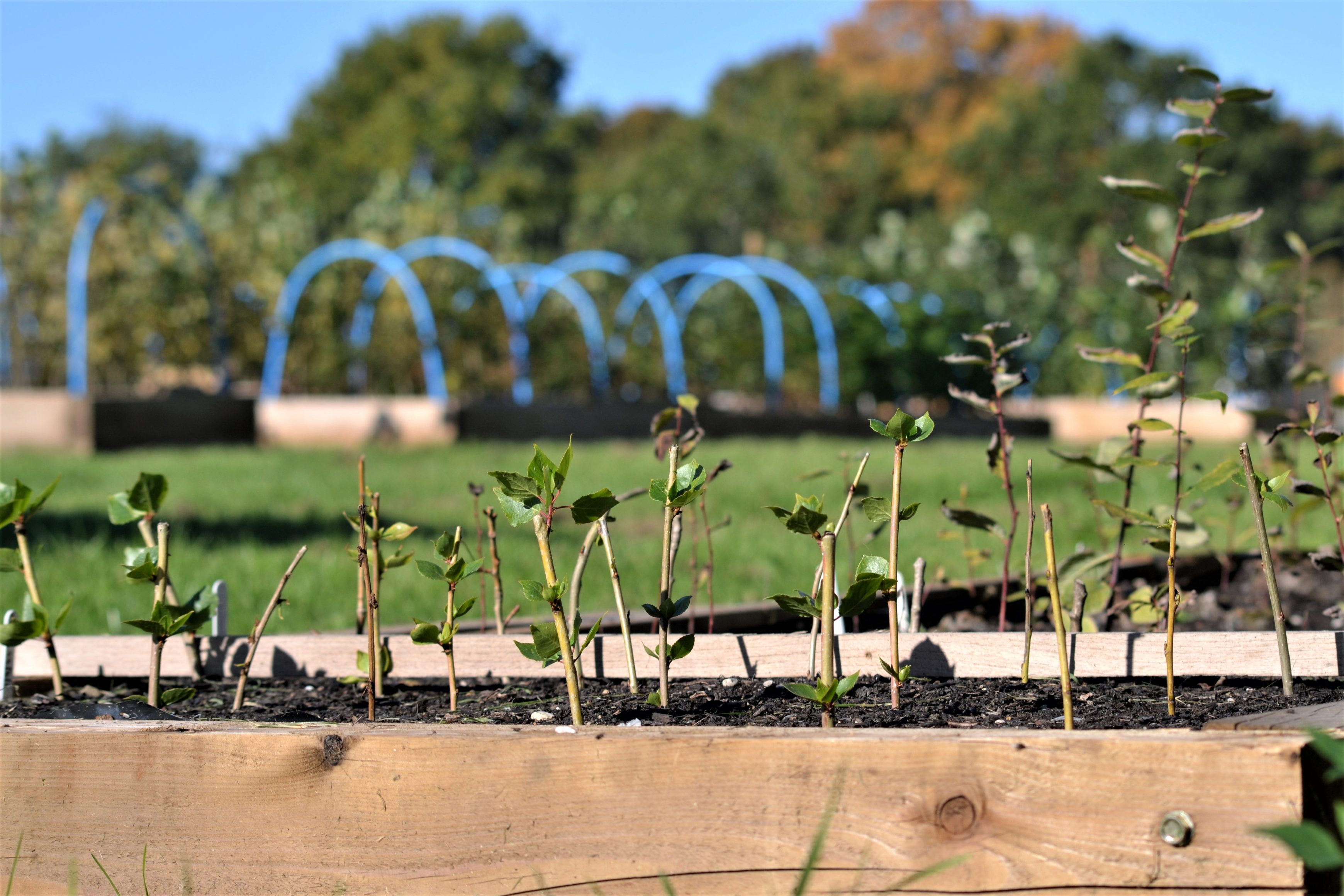 Community Tree Nurseries - Forest Research