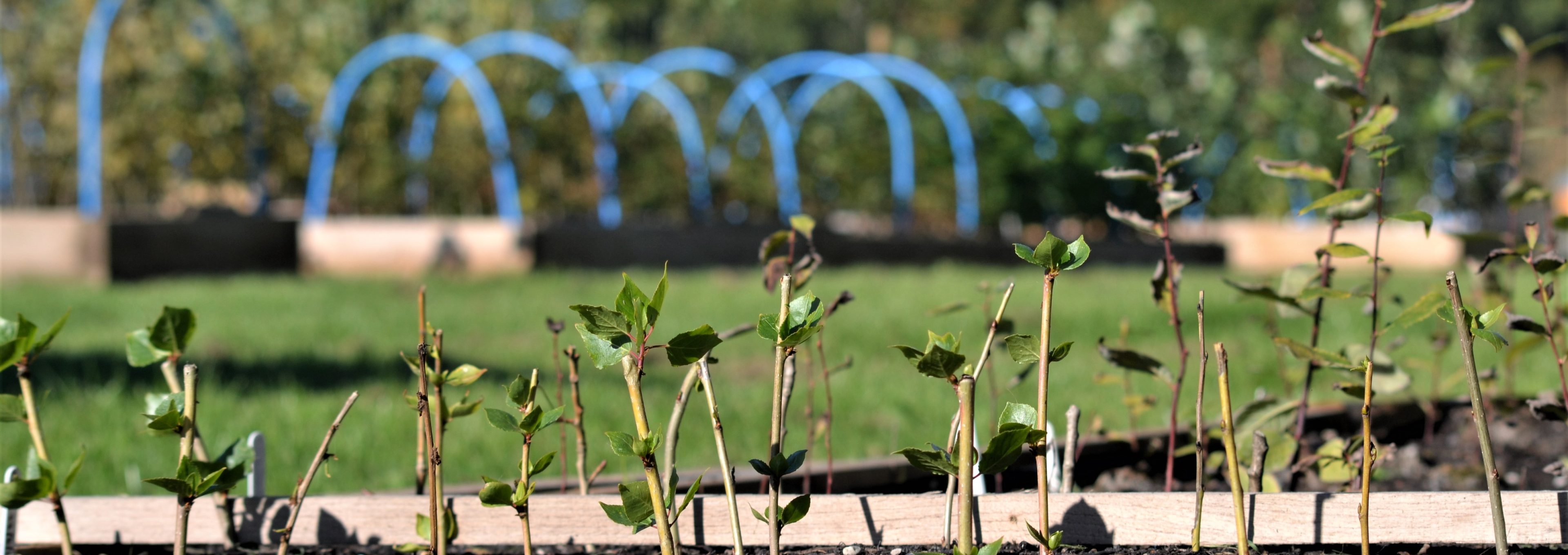 3. Transforming Calgary's Green Spaces: Your Tree Nursery