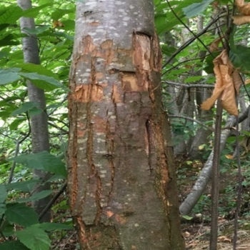 Climate change and tree diseases (Canker) 