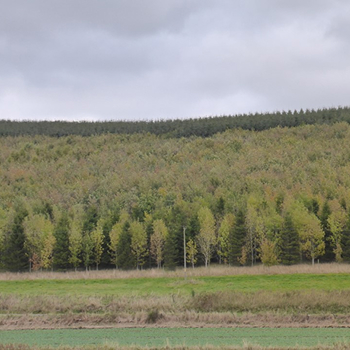 Climate change and mixed forests