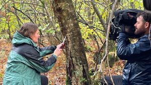 Tree health scientist being filmed taking a bark sample.