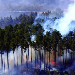 Planning to reduce the future fire risk in Swinley Forest