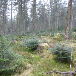 Transformation to continuous cover forestry at Clocaenog Forest