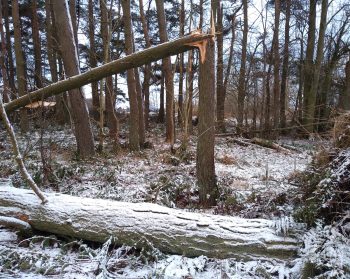 FC Chair calls for change in approach to tree planting as last year’s winter storm damage revealed