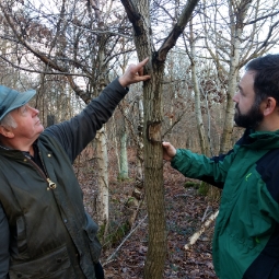 Managing a woodland with acute oak decline: Bell Coppice 