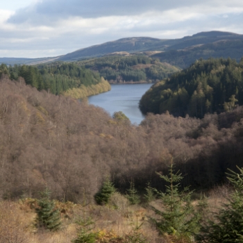 1. Climate-ready forestry at Queen Elizabeth Forest Park 
