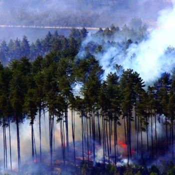 6. Planning to reduce the future fire risk in Swinley Forest