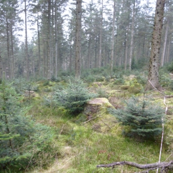 7. Transformation to continuous cover forestry at Clocaenog Forest
