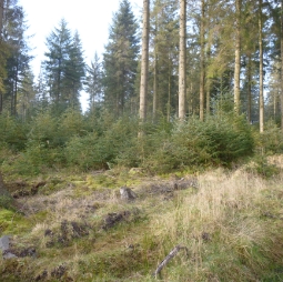Transformation to continuous cover forestry in Clocaenog Forest