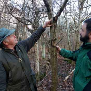 Managing a woodland with acute oak decline: Bell Coppice