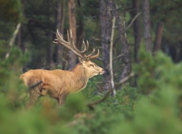 Pests & Diseases - Forest Research