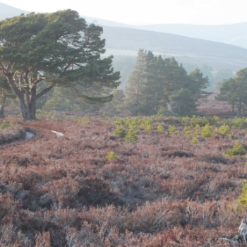 Sustainable forest management at Kinveachy Caledonian Pinewoods