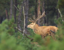 Wildlife & Biodiversity