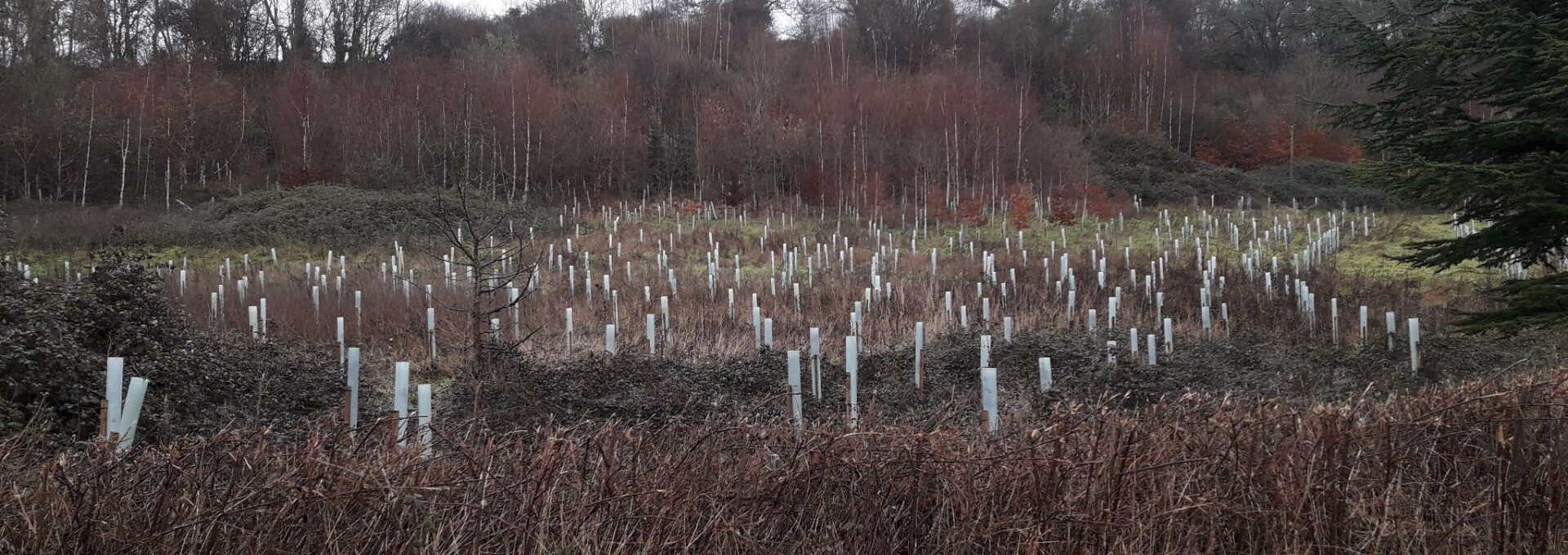 A small patch of bare ground with a number of young trees that have recently been planted. The young trees are in tree guards.