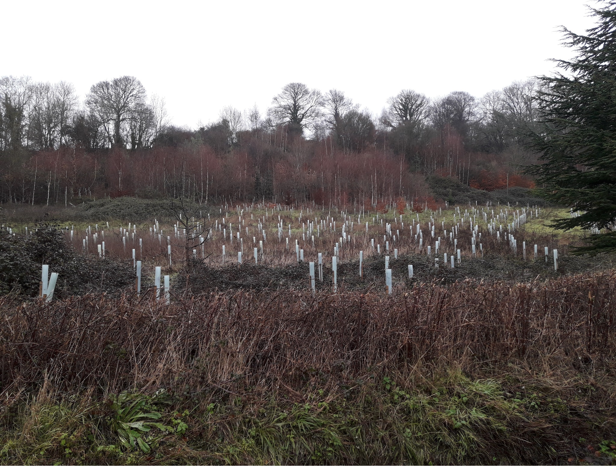 A small patch of bare ground with a number of young trees that have recently been planted. The young trees are in tree guards.