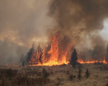 Forest Research Launches New Online Climate Change Resource