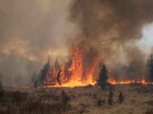 A wildfire in conifers on heathland