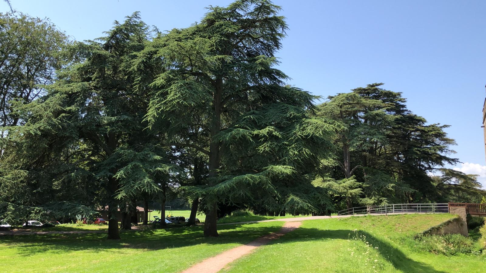 Photograph of large cedar trees on sunny day