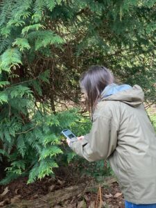 Reporting a tree using TreeAlert on a mobile device