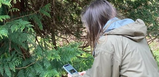 Reporting a tree using TreeAlert on a mobile device