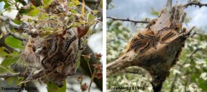 Brown-tail caterpillars