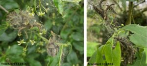 Small ermine moth caterpillars