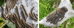 Small eggar moth caterpillars