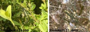 Box tree caterpillars