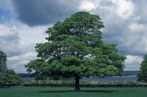 Acer pseudoplatanus (Sycamore): Most commonly reported host in the UK