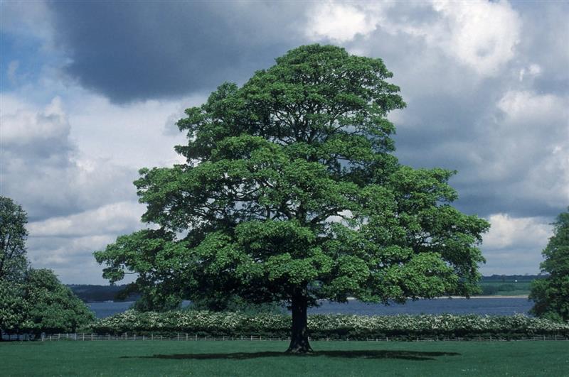 Acer pseudoplatanus (sycamore): Most commonly reported host in the UK