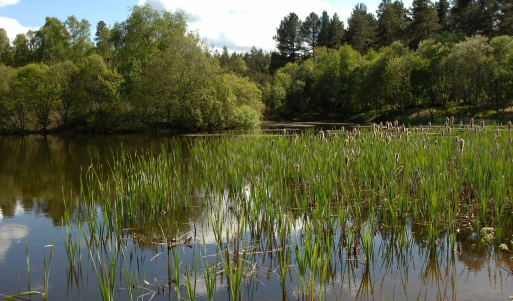 Image of the gravel-pit pond in Culbin forest, Moray, Scotland.