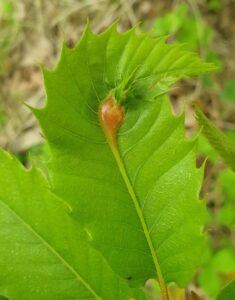 Oriental Chestnut Gall Wasp gall