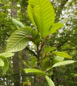 Oriental Chestnut Gall Wasp gall