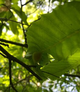 Oriental Chestnut Gall Wasp gall