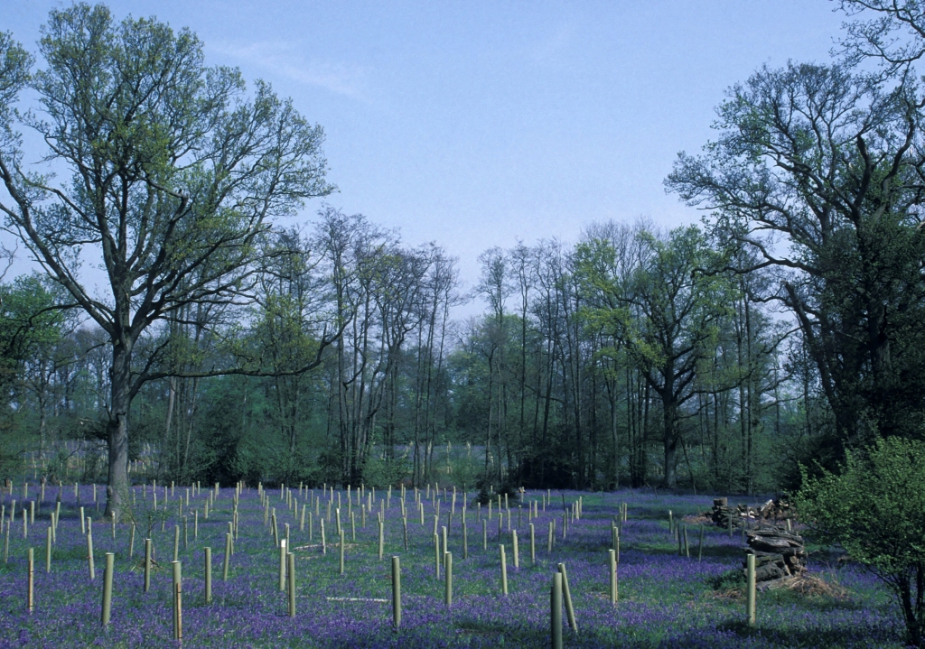 Image of staked plastic treeshelters amongst a carpet of bluebells growing under mature oak trees at Wigmore, Surrey.