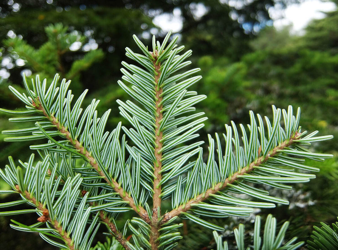 European silver fir (ESF) - Forest Research