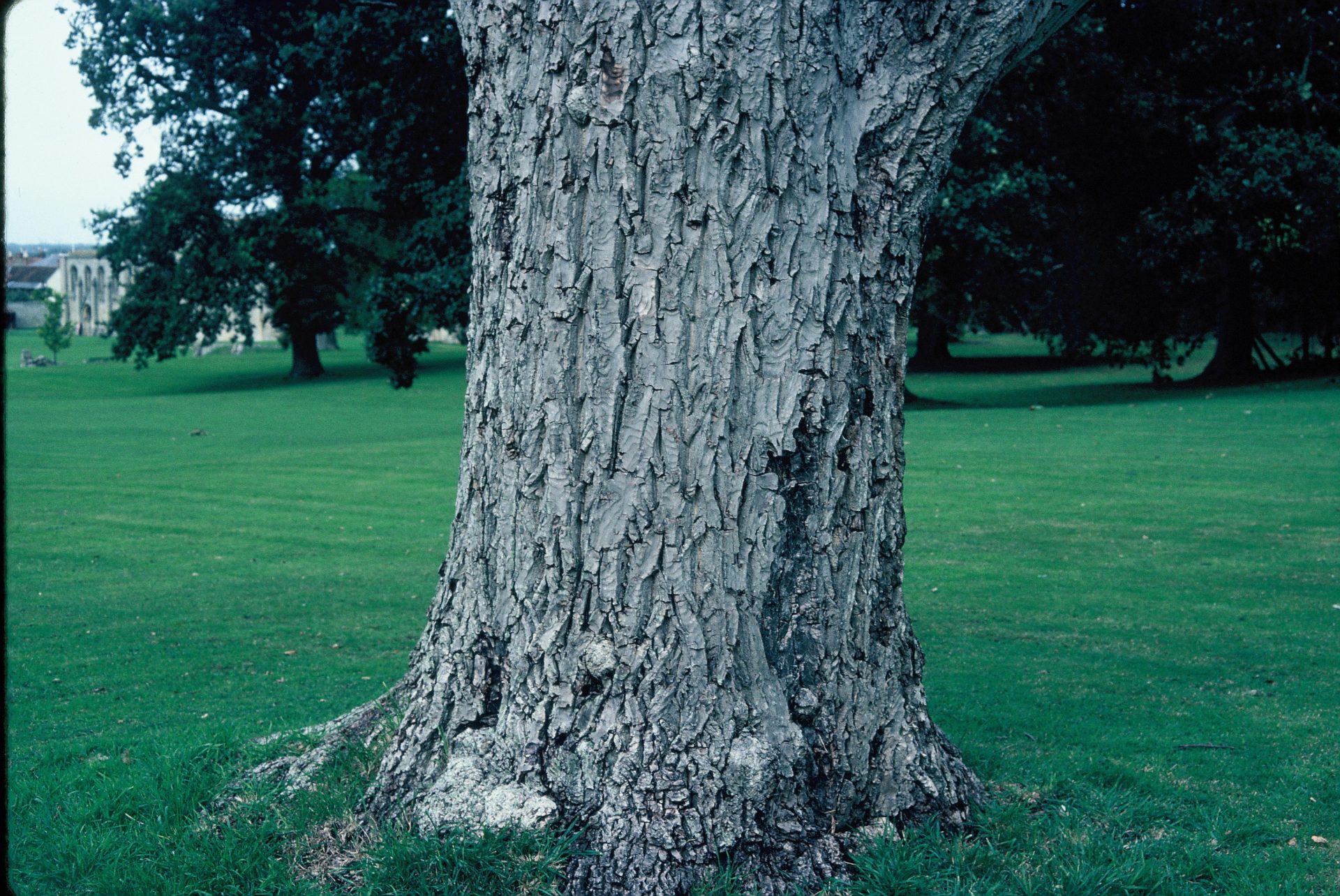 The distinctive bark of common walnut.