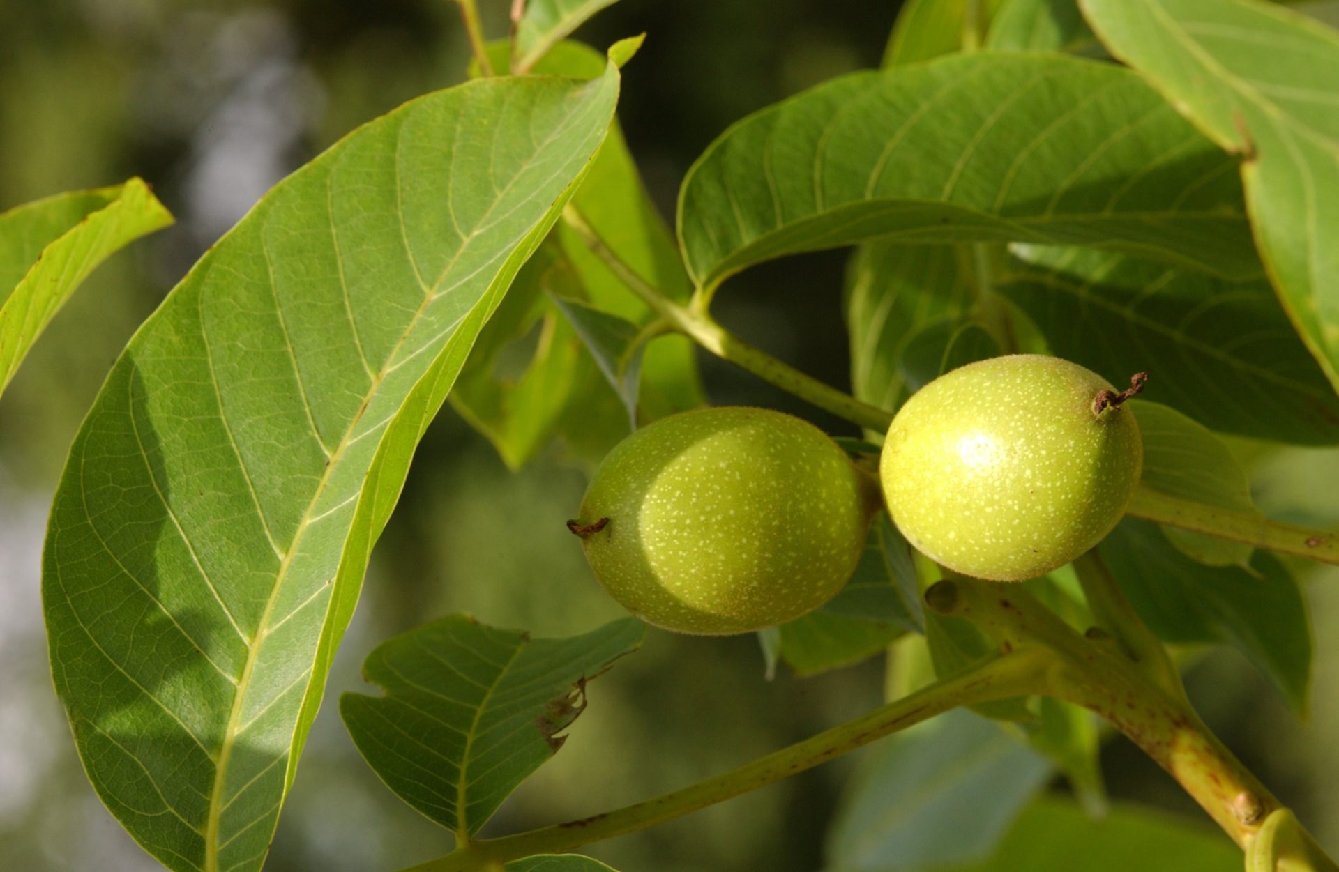 Common walnut fruit.