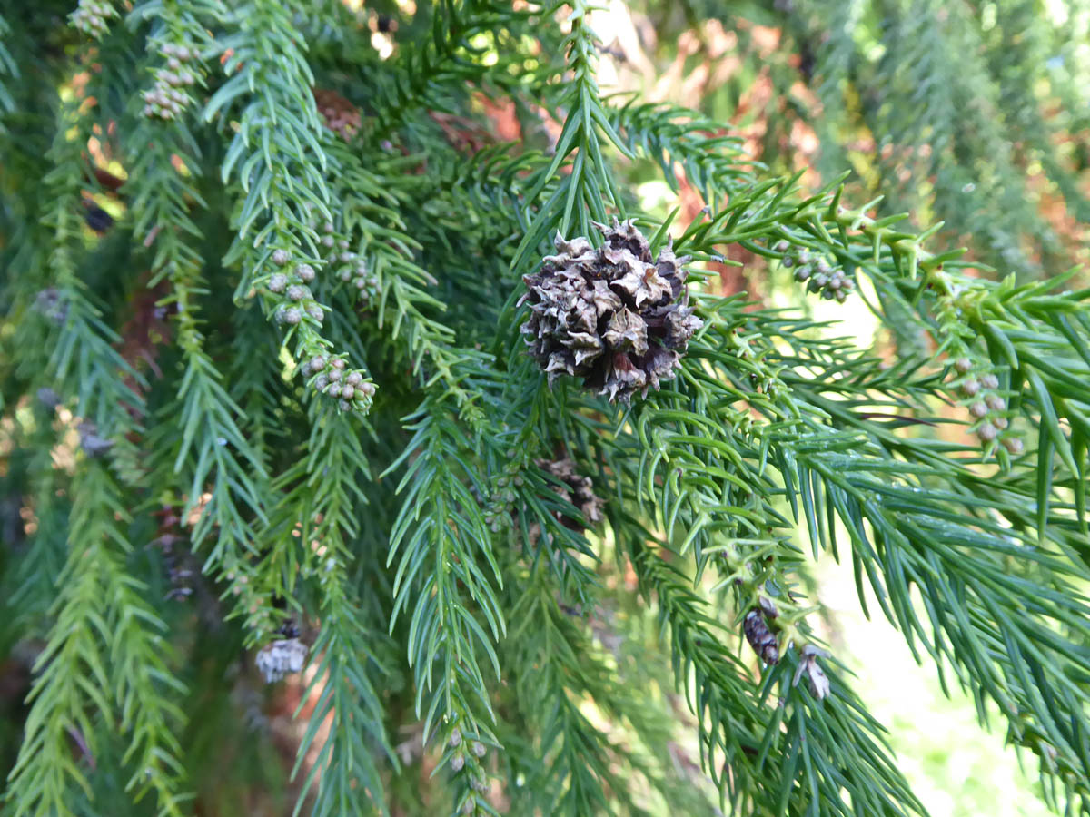 Cryptomeria japonica foliage and cones.