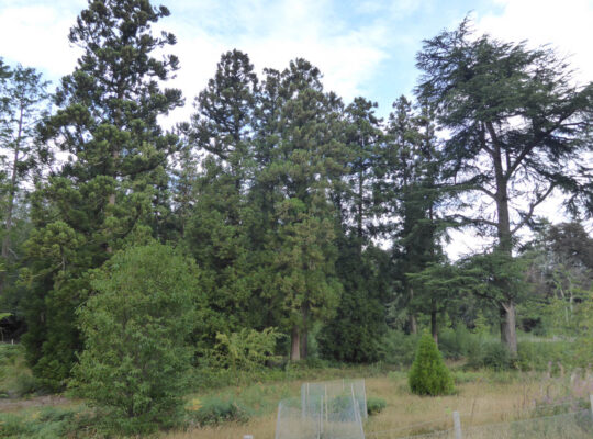 The tall straight trees of the Japanese cedar forest looking up