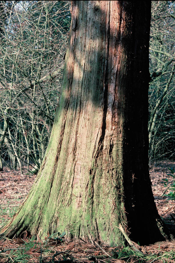 Cryptomeria japonica bark.