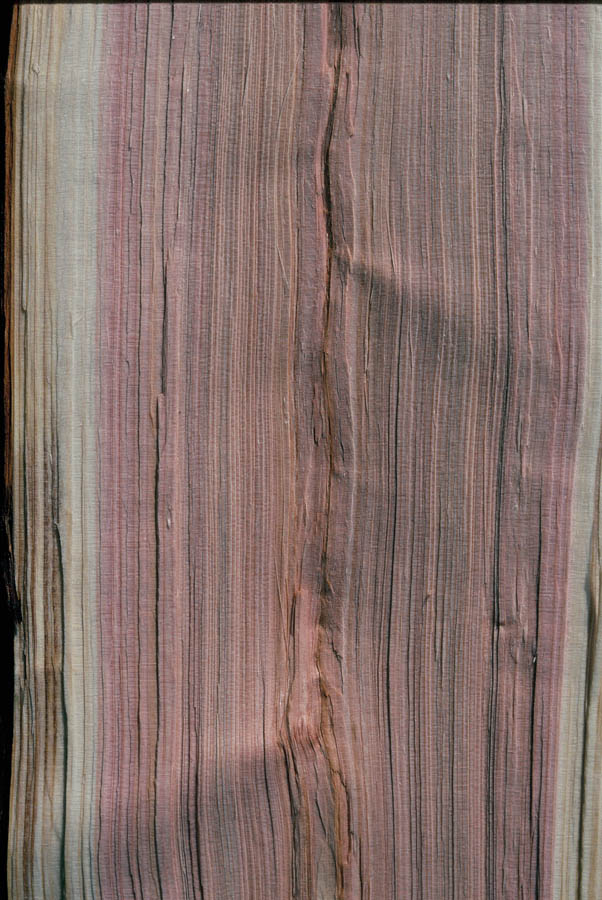 Japanese red-cedar timber.